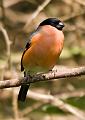 (M) Bullfinch 3